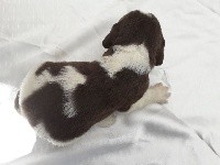 CHIOT