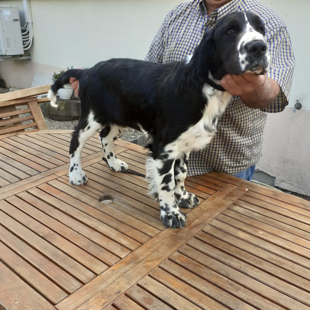 des jardins d'Hélianthus - Chiots disponibles - English Springer Spaniel